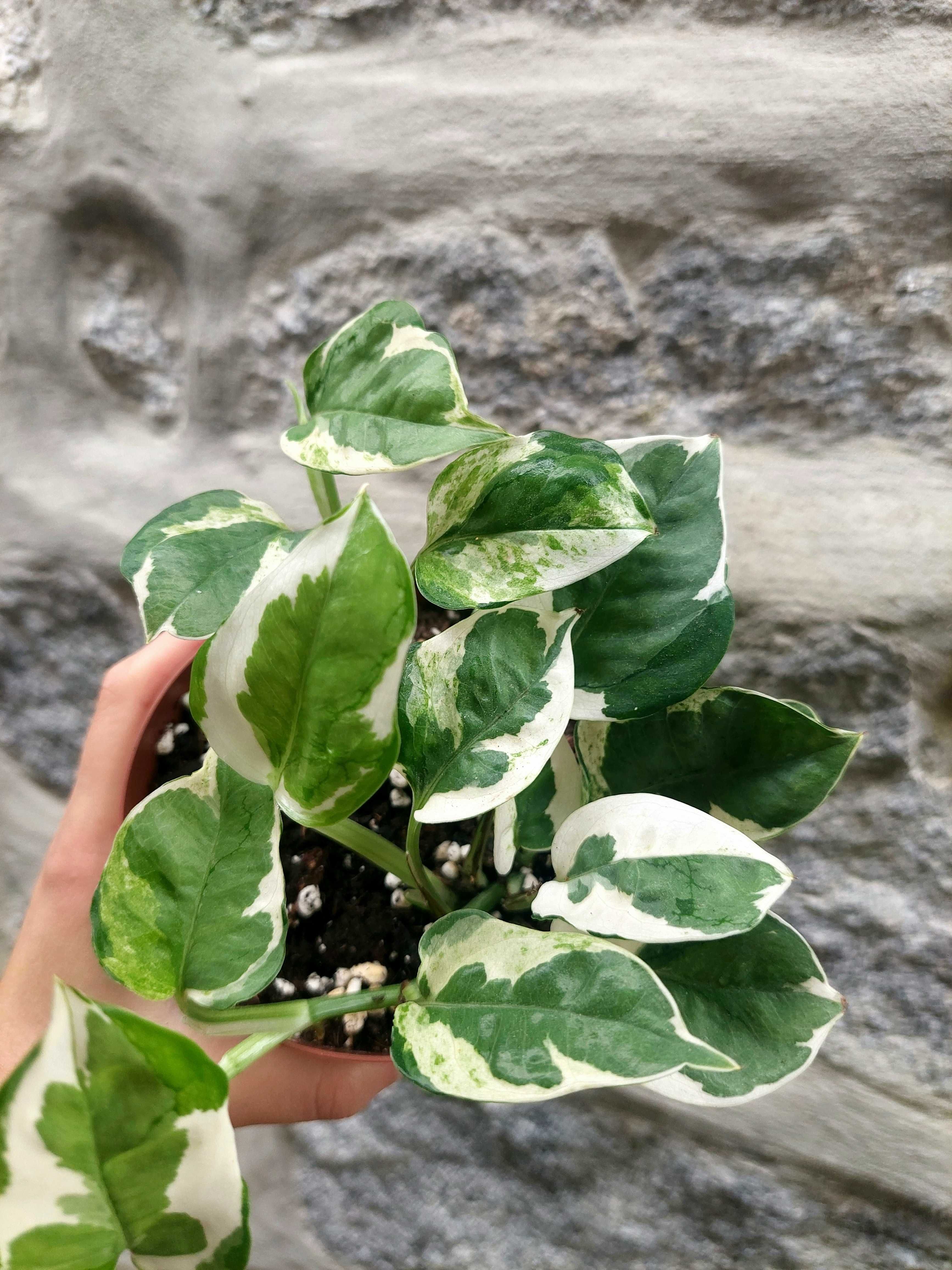 Planta Epipremnum N'Joy