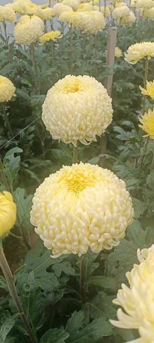 Chryzantemy cięte Creamist
