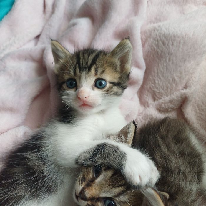 Котята в хорошие руки Невские маскарадные.