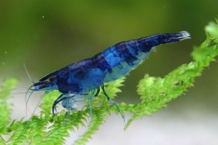 Neocaridina blue dream