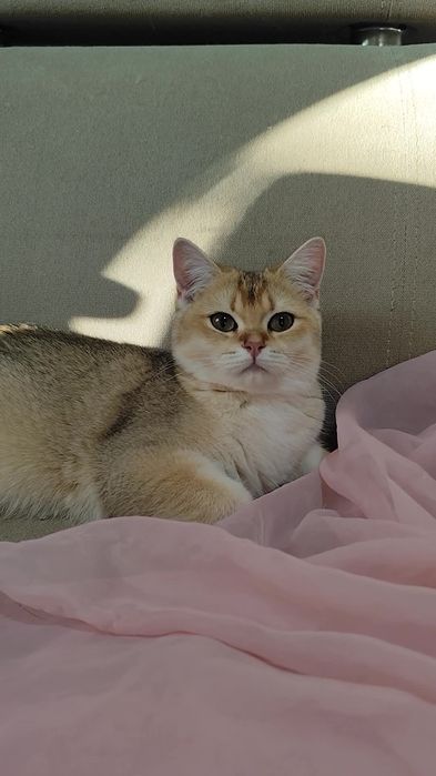 Прямовухі кошенята Британська золота шиншила хлопчик дівчинка