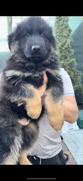 Щенки немецкой овчарки