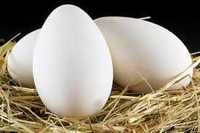 гусяче яйце для інкубації
