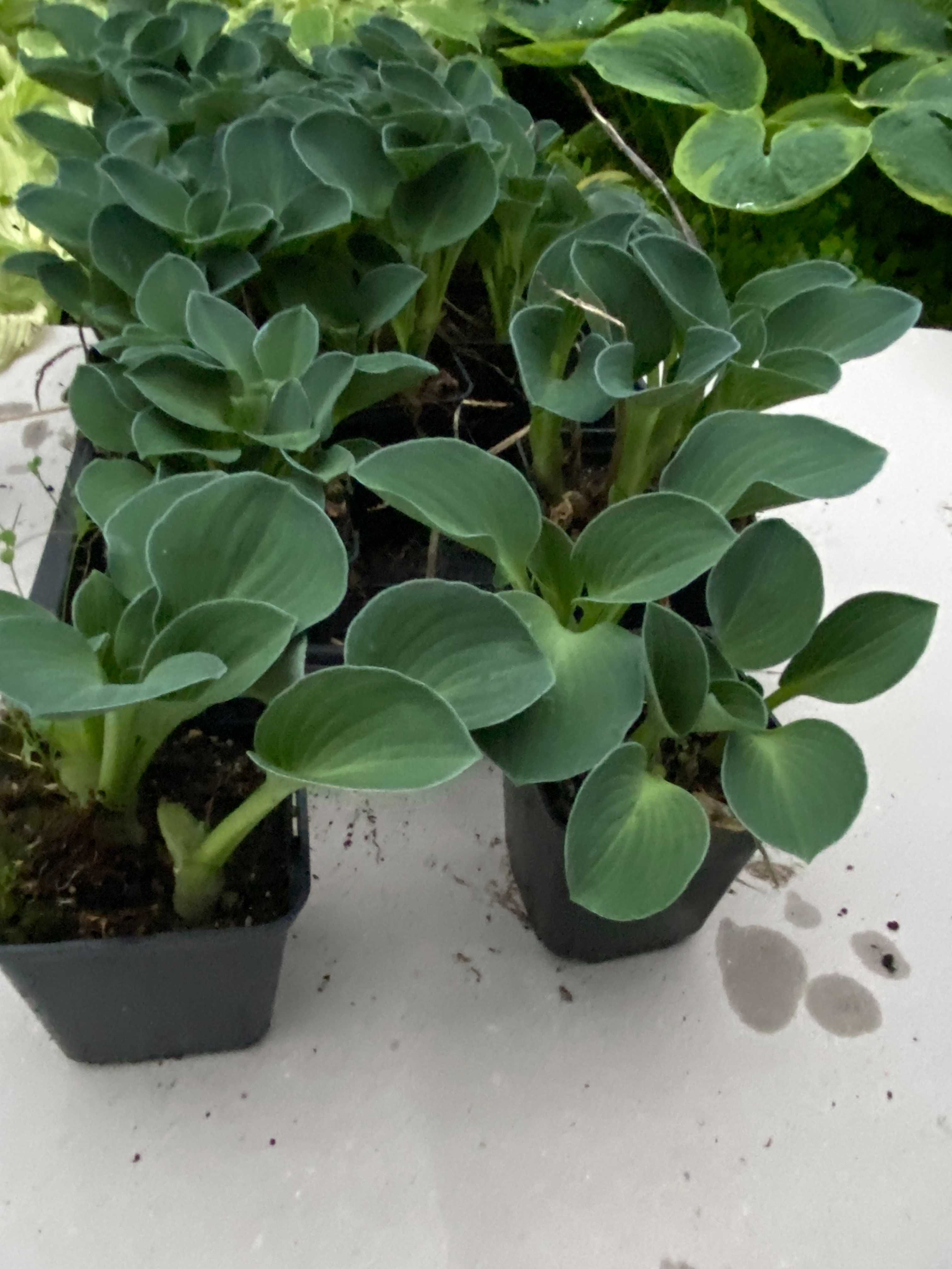 Hosta BLUE MOUSE EARS  Mysie uszy