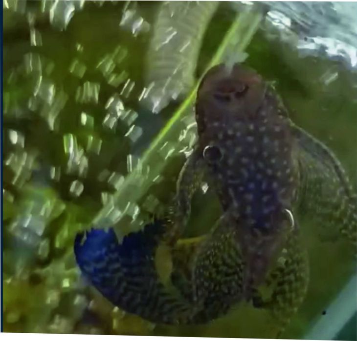 Анцитрус вуалевий ,сомік акваріумний ,   пересилаю.