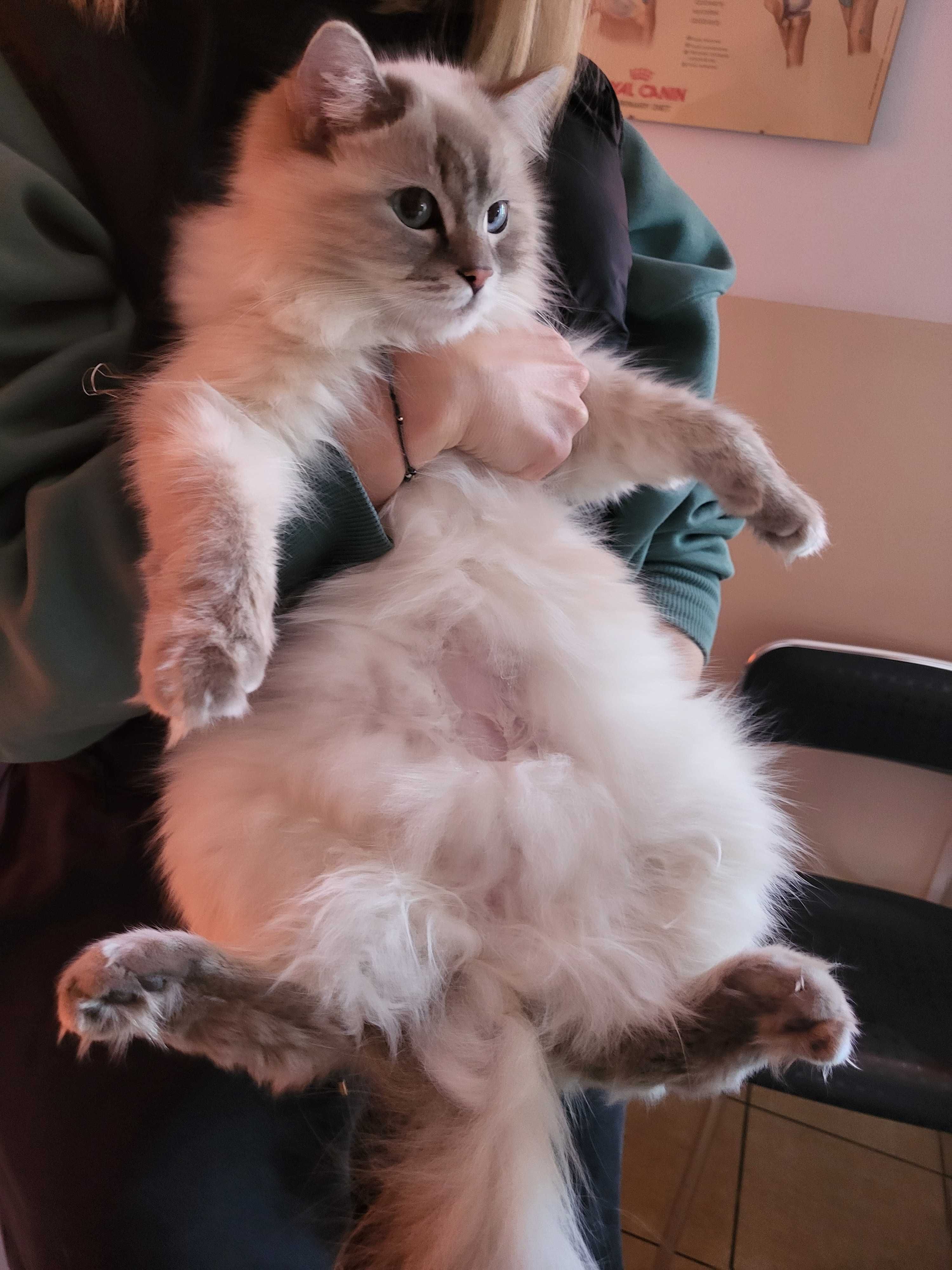 Kocięta rasy Ragdoll