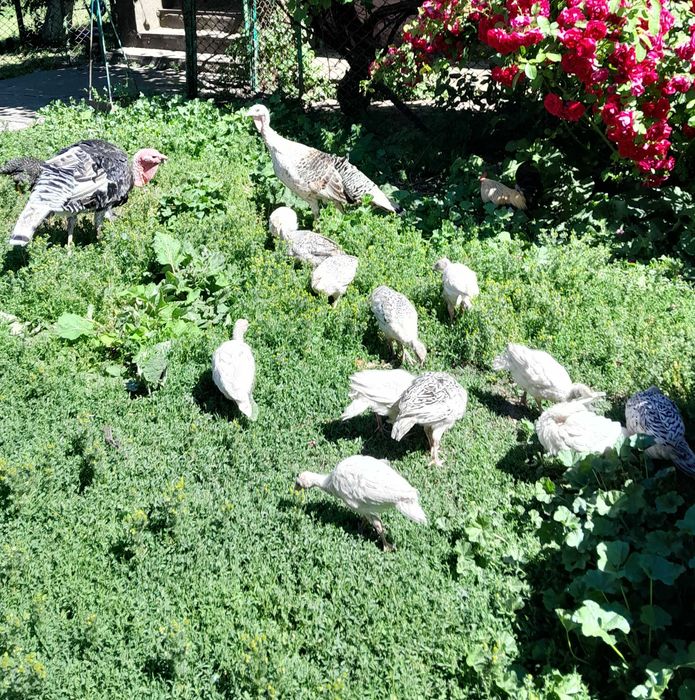 Продам індичатка вік 1.5 місяці