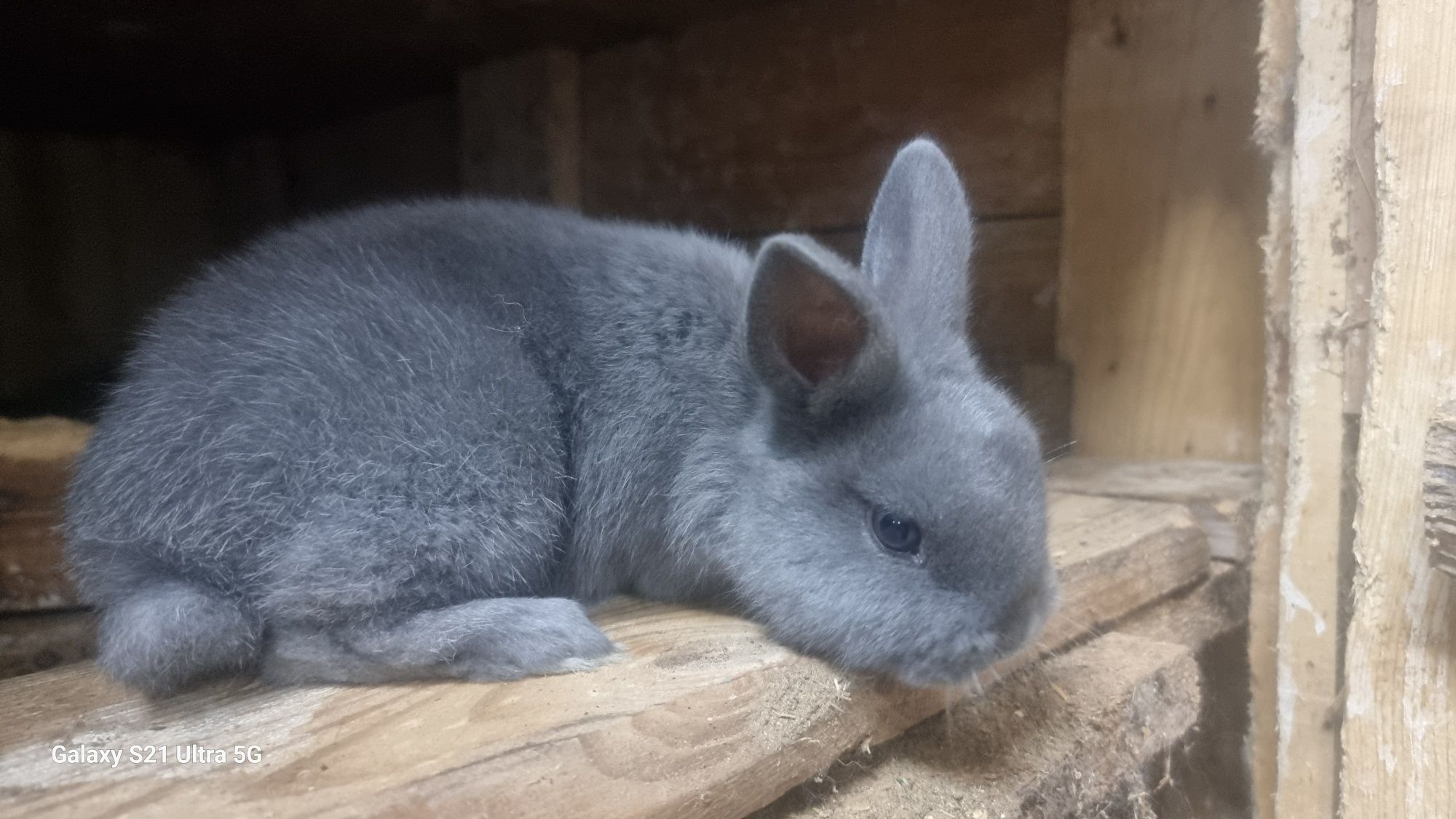 Coelhos anões disponíveis