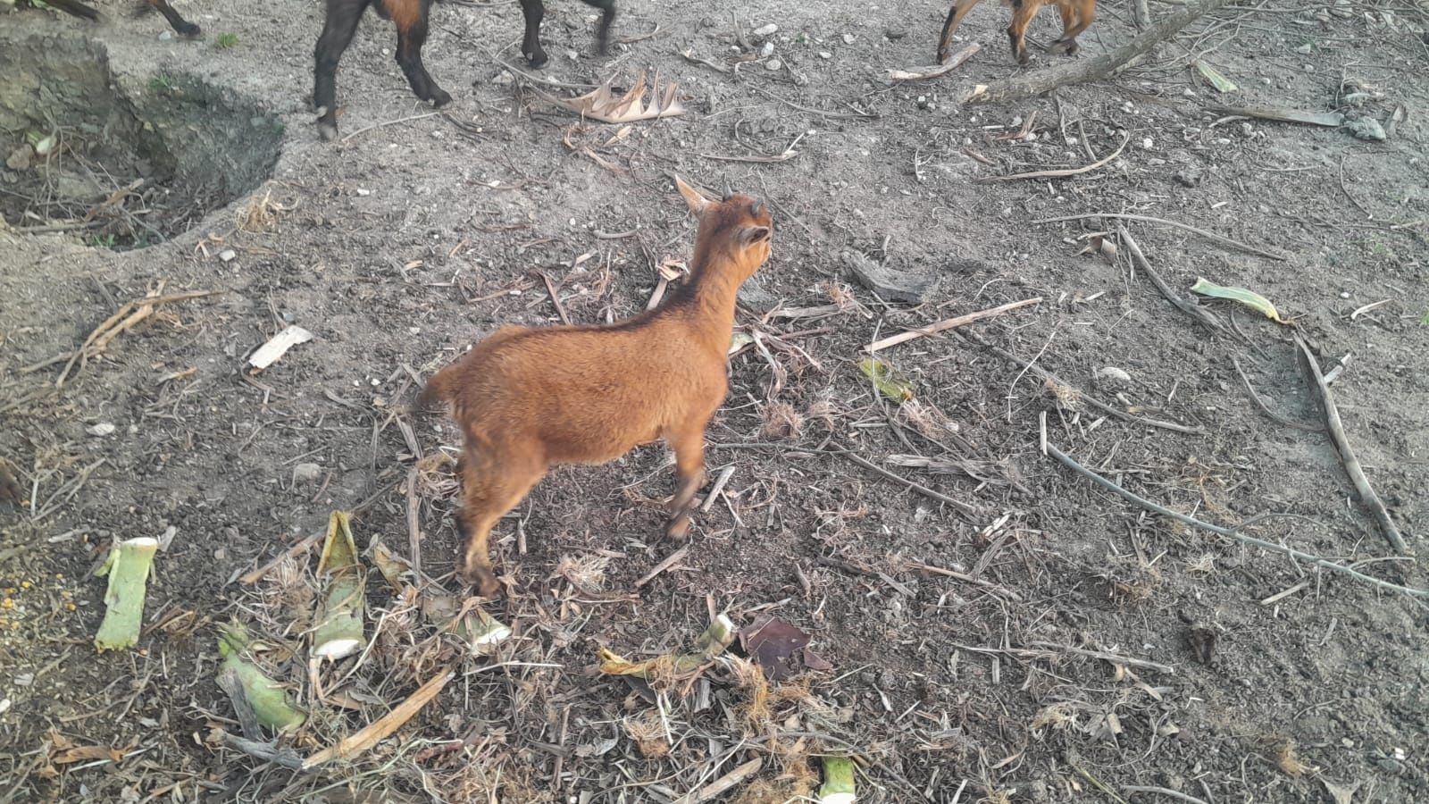 Cabras anãs habituadas a outros animais