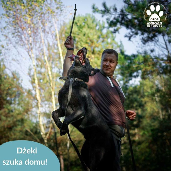 Dżeki szuka domu