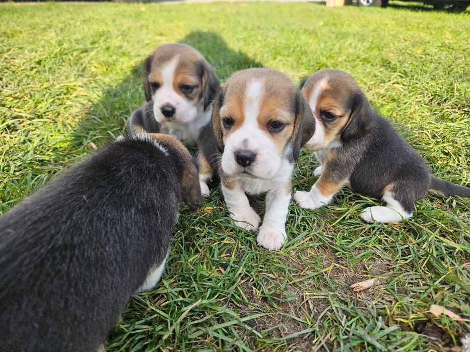 Cudowne szczenię BEAGLE ZKWP po championie