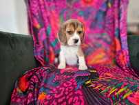 BEAGLE-rodowód FCI/ZKwP ,mniejsza w typie, po champ.