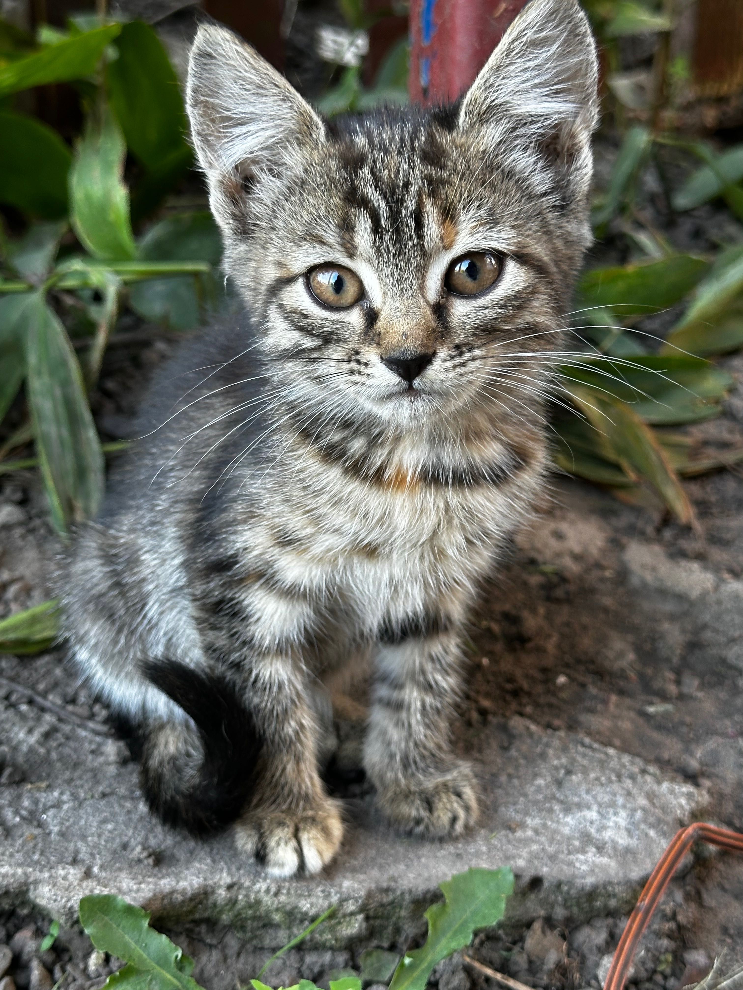 Кошенята шукають дім