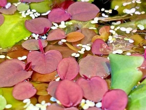 Phyllanthus fluitans (Flutuante)