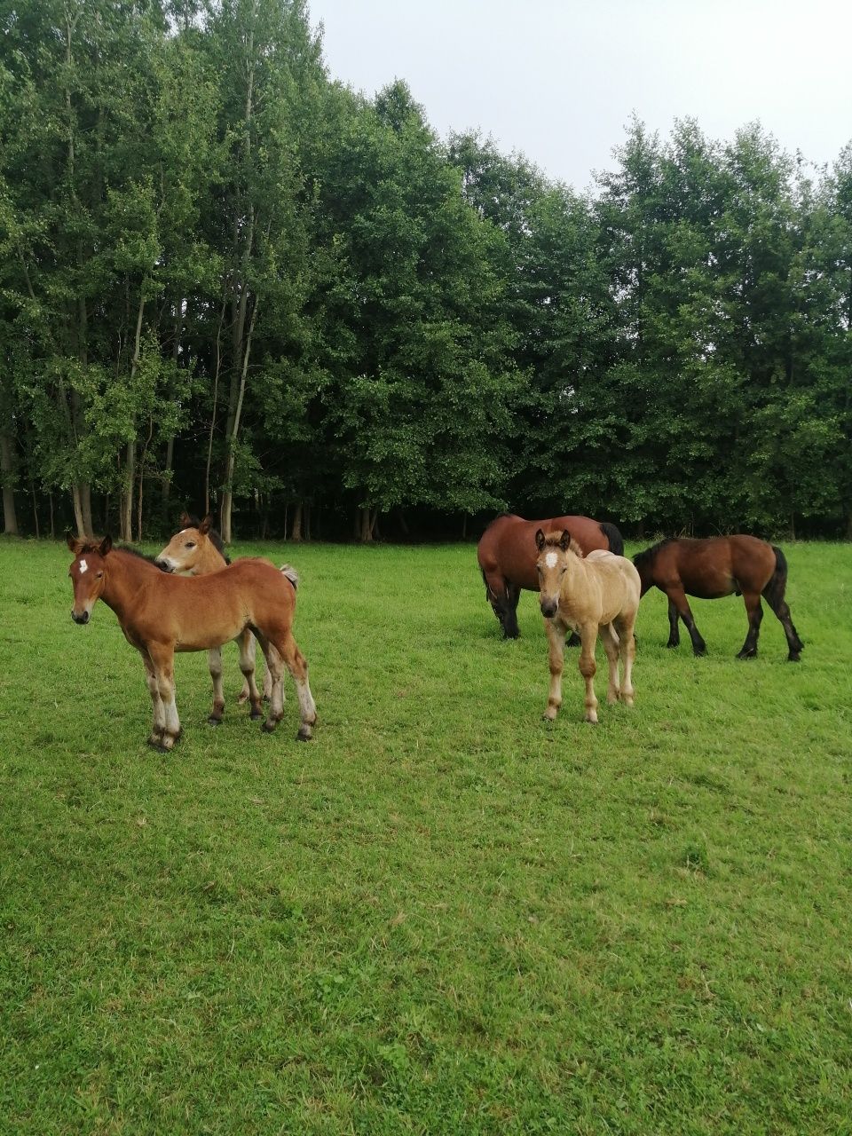 Pilne Kobyła klacz piękna ze źrebakiem zaźrebiona koń zimnokrwisty