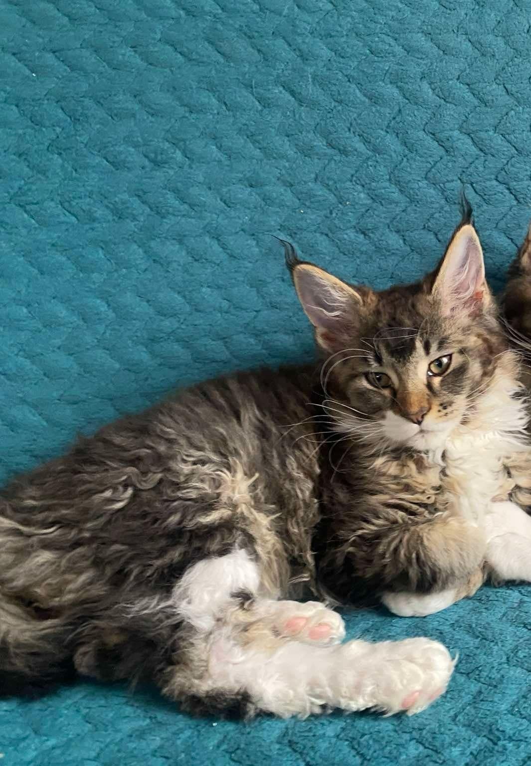 Kotka balbinka Maine coon
