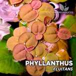 Phyllanthus fluitans, esponja flutuante – Planta aquática