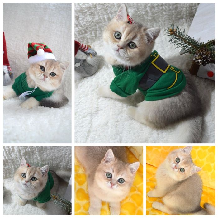 Британская золотая шиншилла/голубое золото/котята