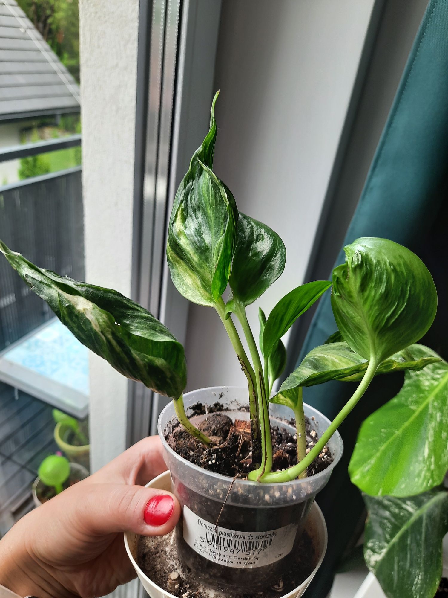 Epipremnum godzilla variegata