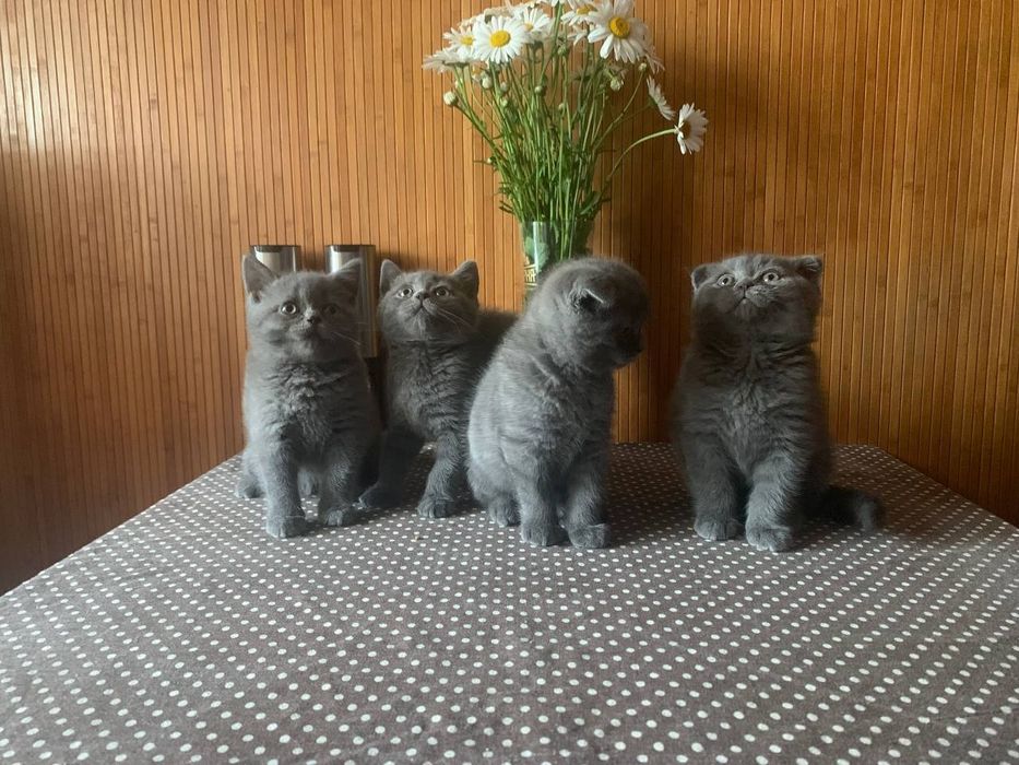 Котята британцы.