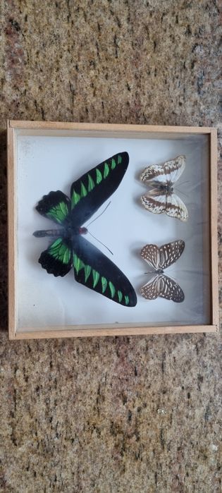 Trzy motyle w ramce