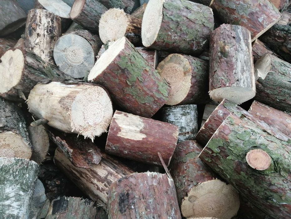 sprzedam sosna sucha