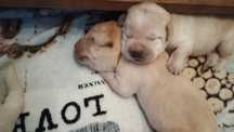 Labrador Retriever ZKwP FCI