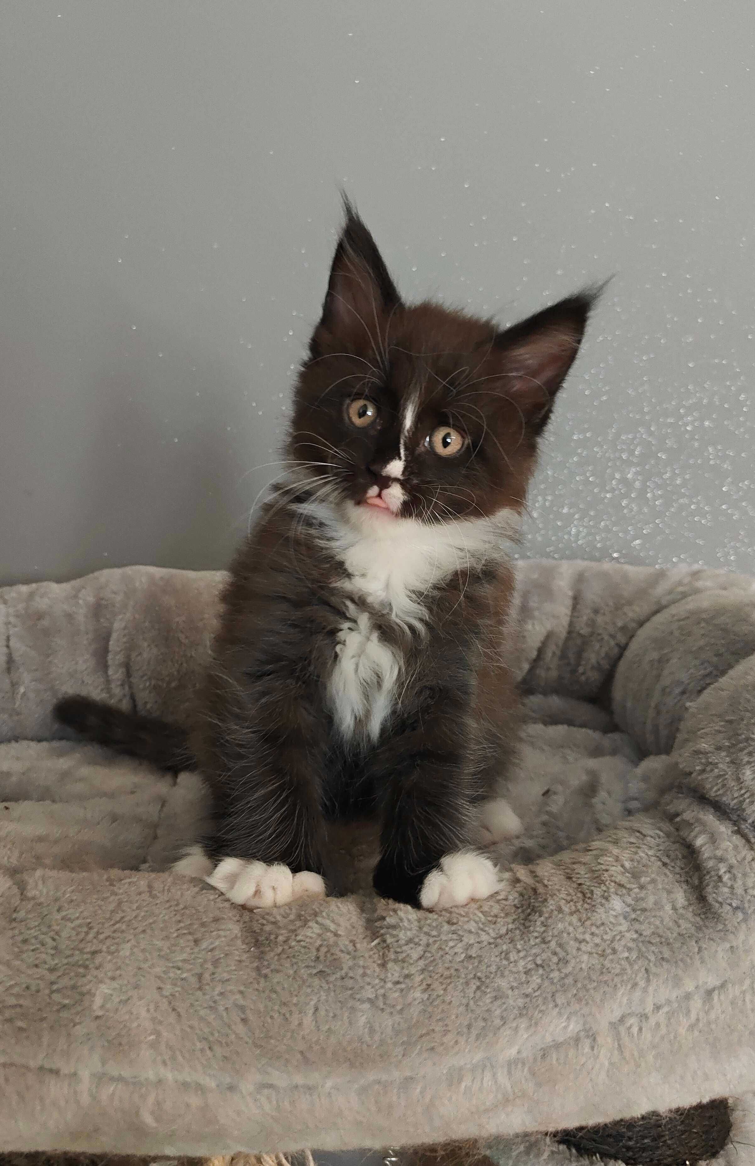 Kotka Maine Coon