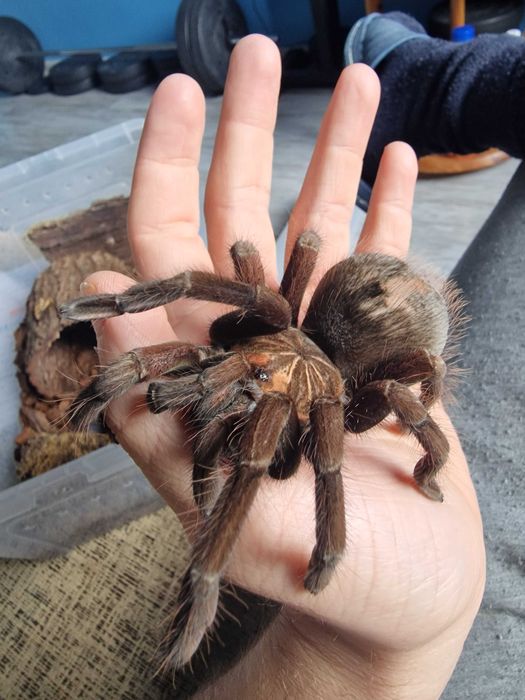 Pamphobeteus sp. Machala 6DC Samiec