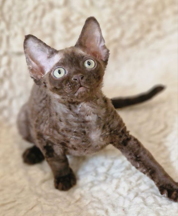Devon rex piękny maluszek