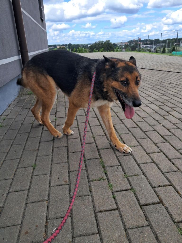 Piękny i kochany Leni chciałby mieć już domek!!