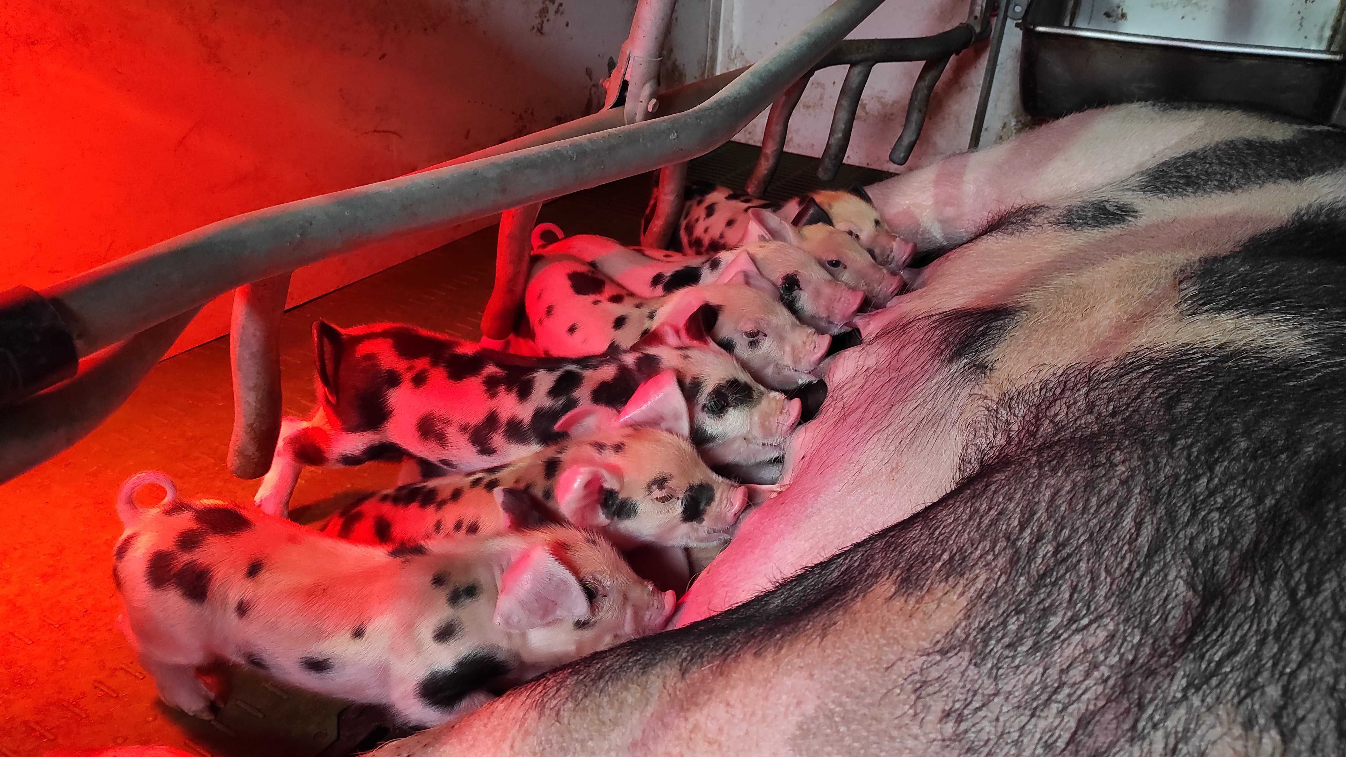 Leitão Malhado de Alcobaça cruzado com Duroc