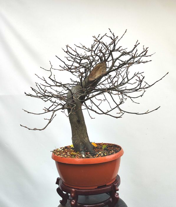 Pre Bonsai grab pospolity