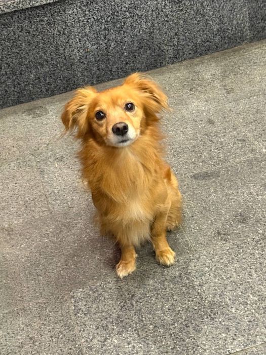 Віддам в хороші руки