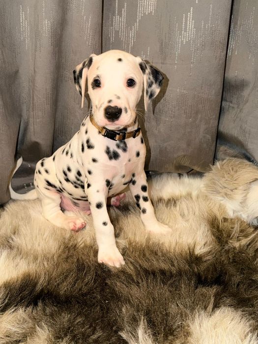 Piesek rasy dalmatyńczyk