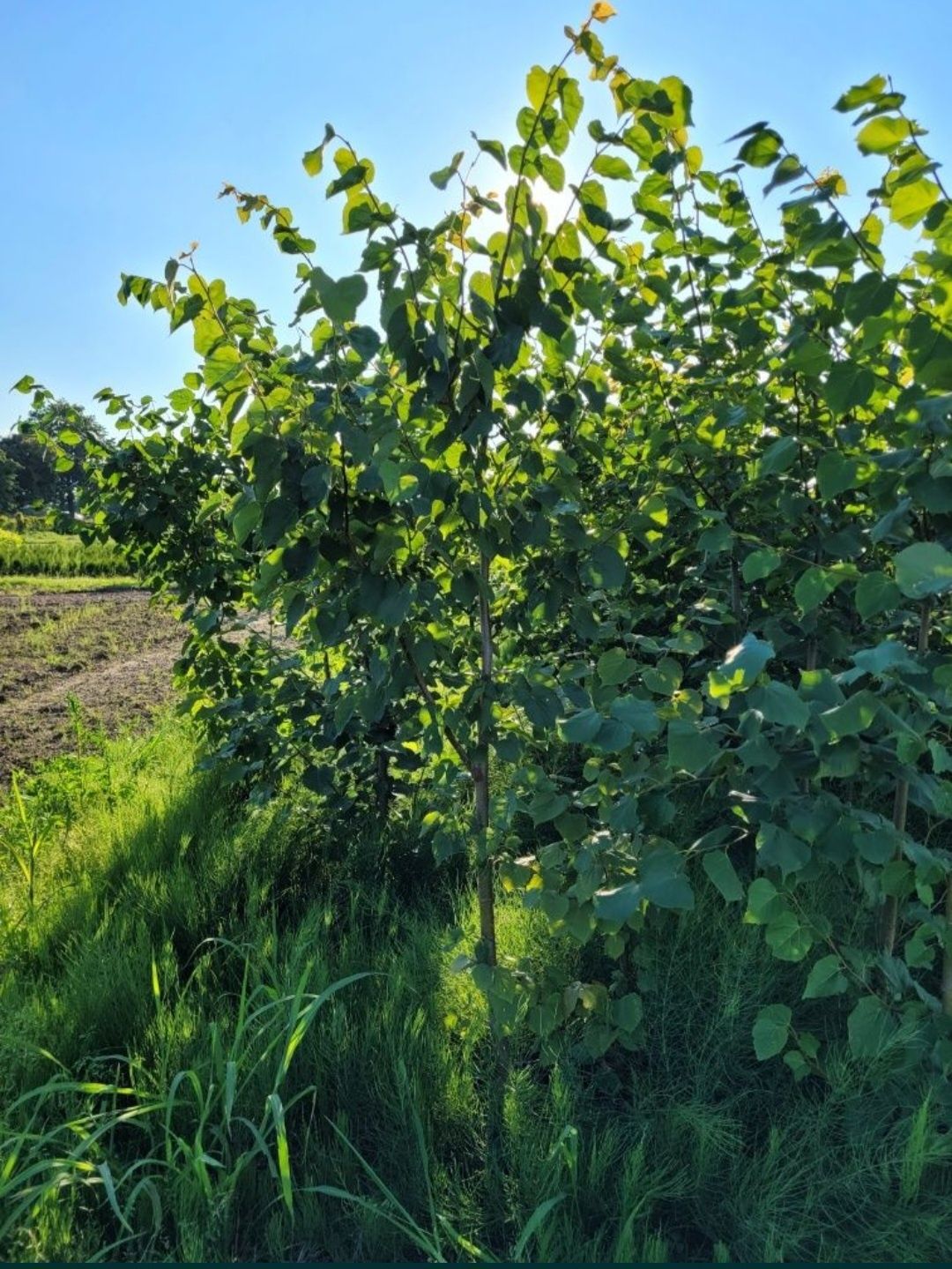 Lipa Drobnolistna 200-250 cm szerokolistna