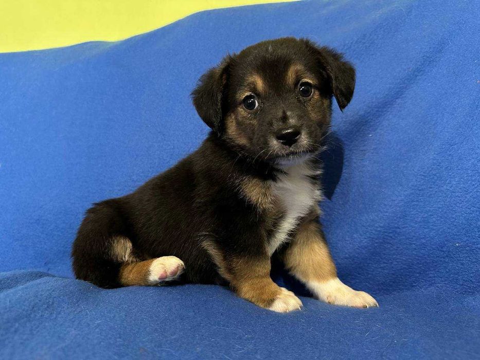 Цуценя, 1,5 місяці, хлопчик в найкращі ручки