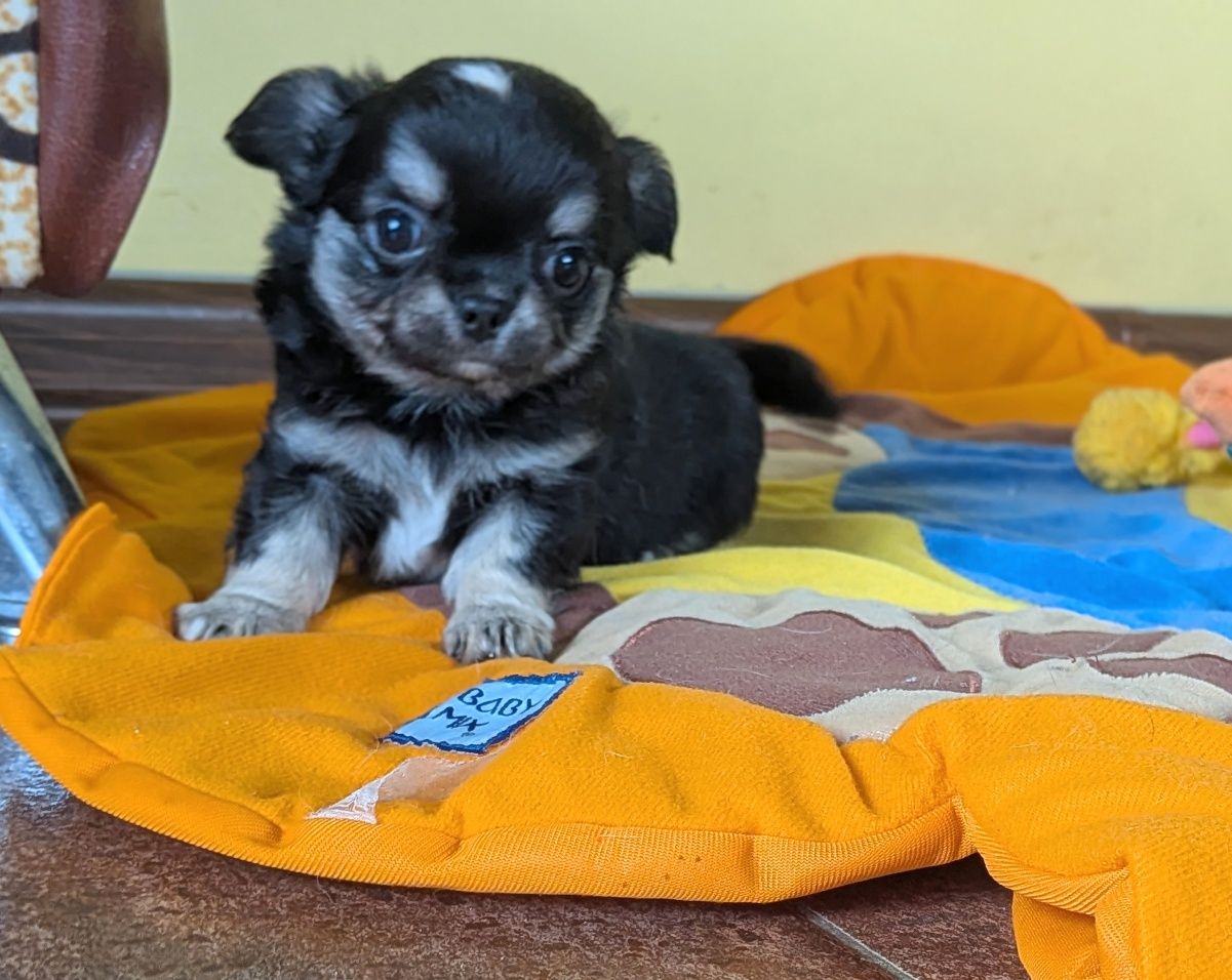 Chihuahua długowłosy ZKwP  FCI