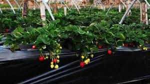 РОЗПРОДАЖ! ПЛЕНКА 6лет чорная, белая,прозрачная,УФ для теплиц,первичка