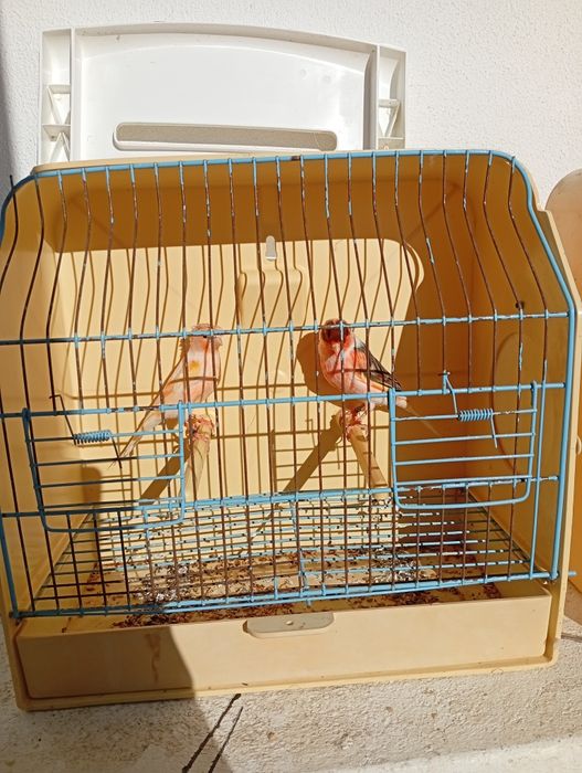 Arlequim português venda/troca