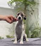 Whippet ZKwP suczka dziewczynka Revirado FCI
