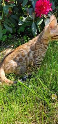 Kotek bengalski brązowy