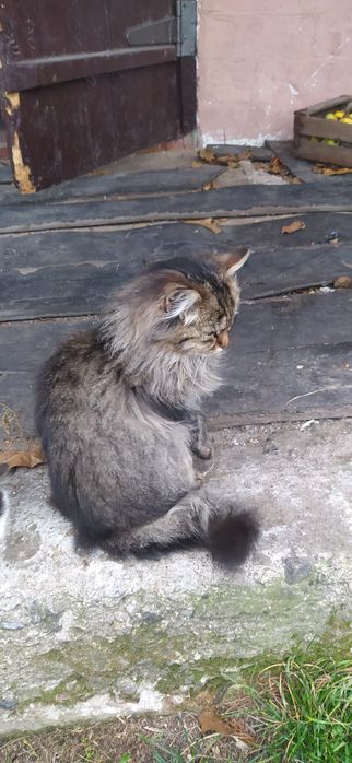 милые пушистикы готовы новому дому.