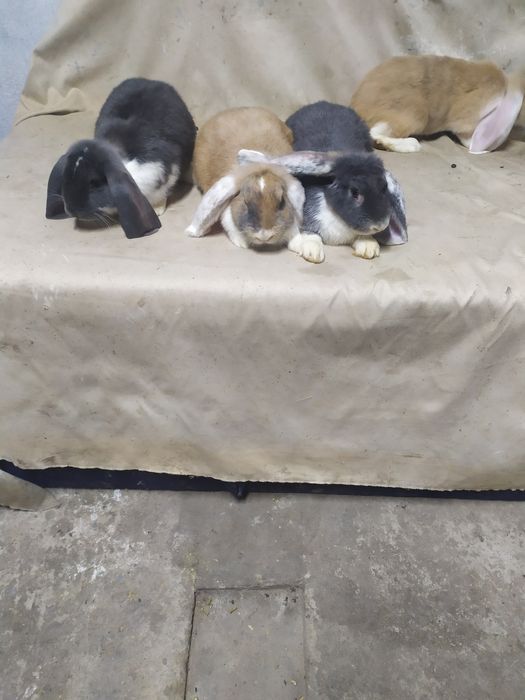 Кролі Французький баран