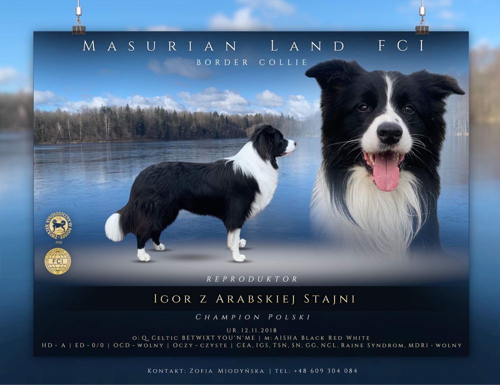 Border Collie, ZKwP FCI,  Reproduktor, Champion Polski