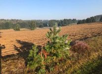 Działka Sierakowice Pałubice- Bezpośrednio od właściciela, na raty
