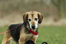 Fibi szuka domu, suczka, w typie rasy Beagle
