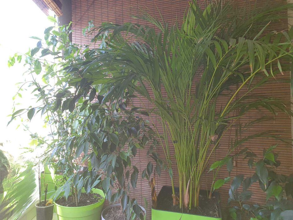 Литая заснеженная сосна 180 см искусственная елка новогодняя со снегом