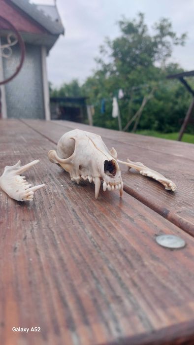 Черепи голови лисиці