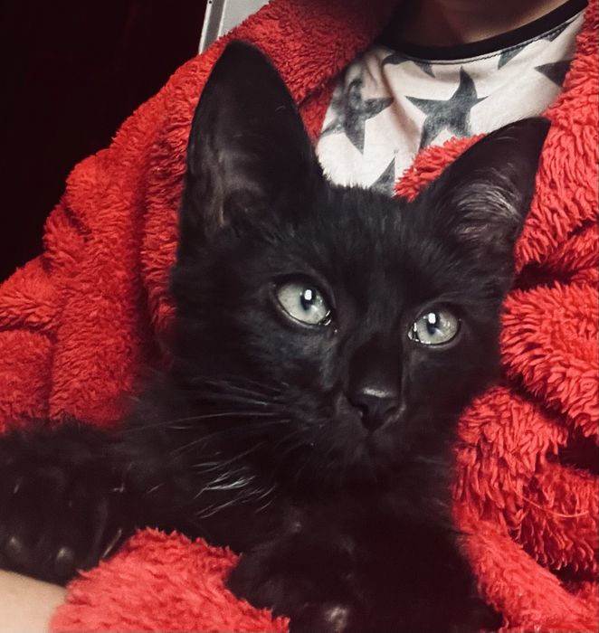 Kociaki 4 miesieczne -cudne do adopcji
